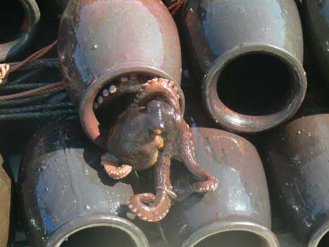An octopus trap